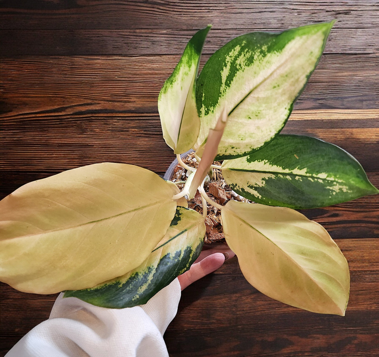 Aglaonema Golden Majestic