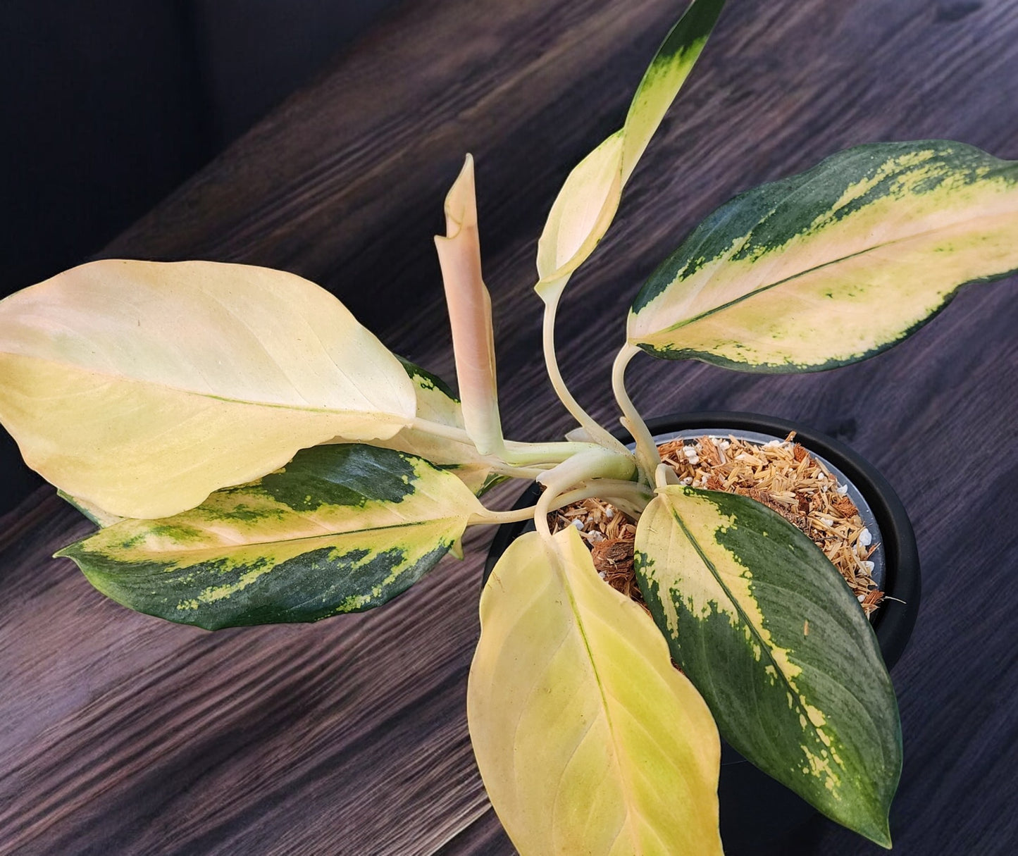 Aglaonema Golden Majestic