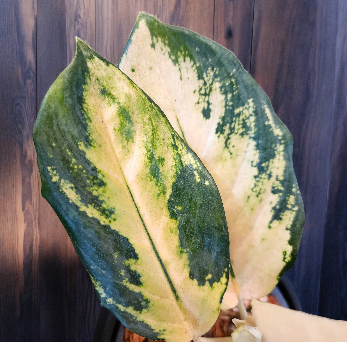 Aglaonema Golden Majestic