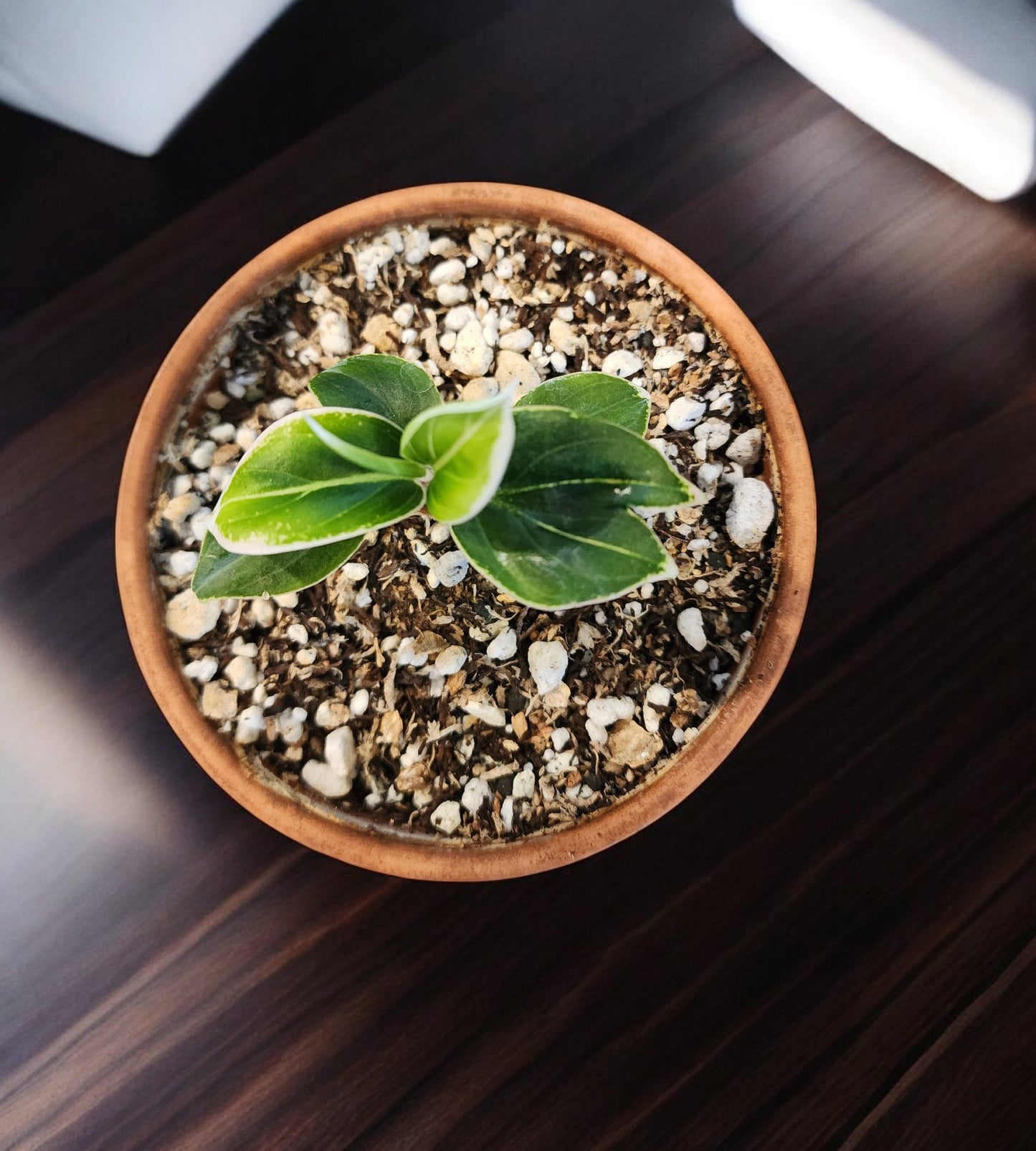 Aglaonema Lotus Delight starter plant