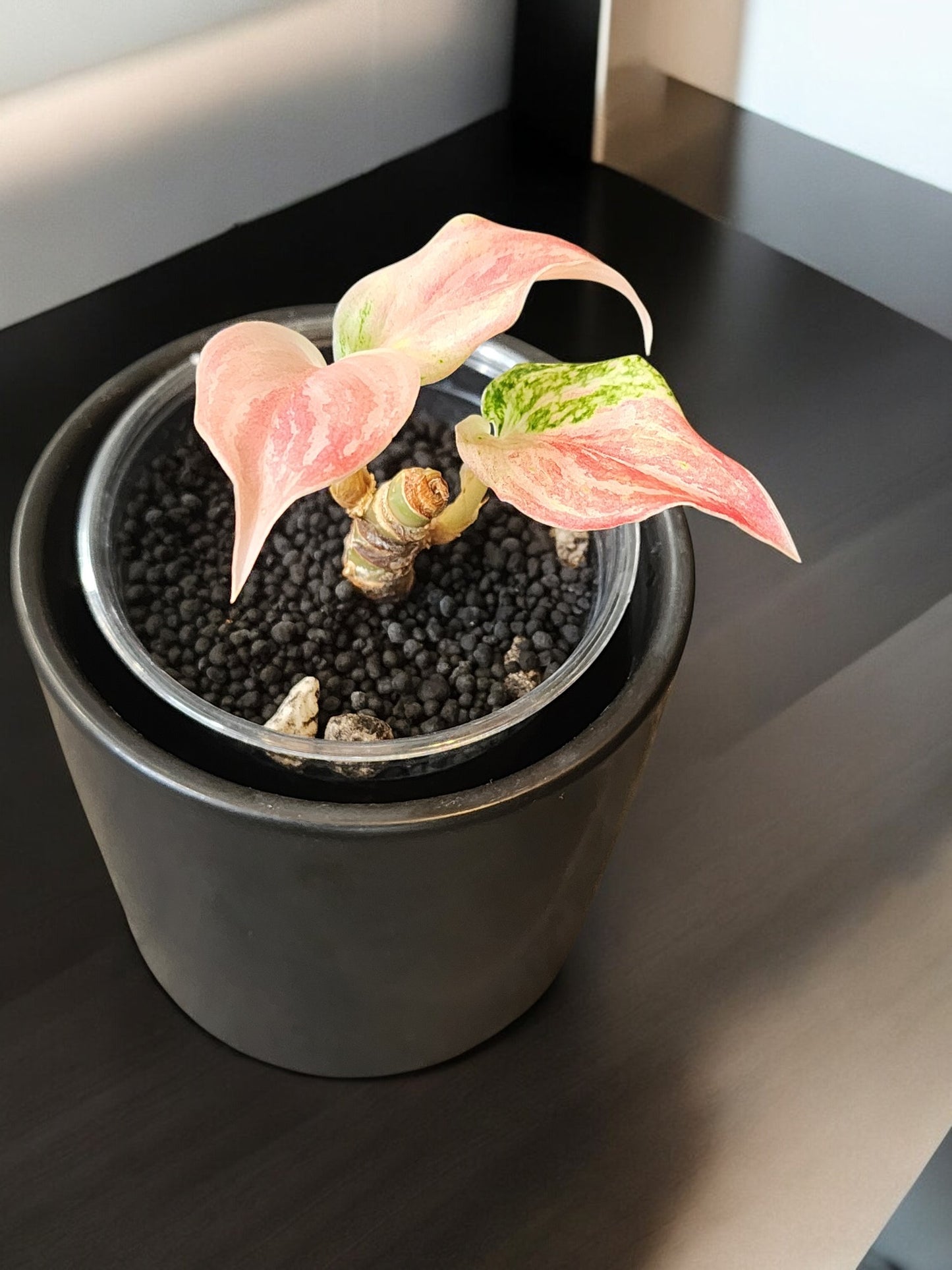 Aglaonema Pink Angel Heart starter plant