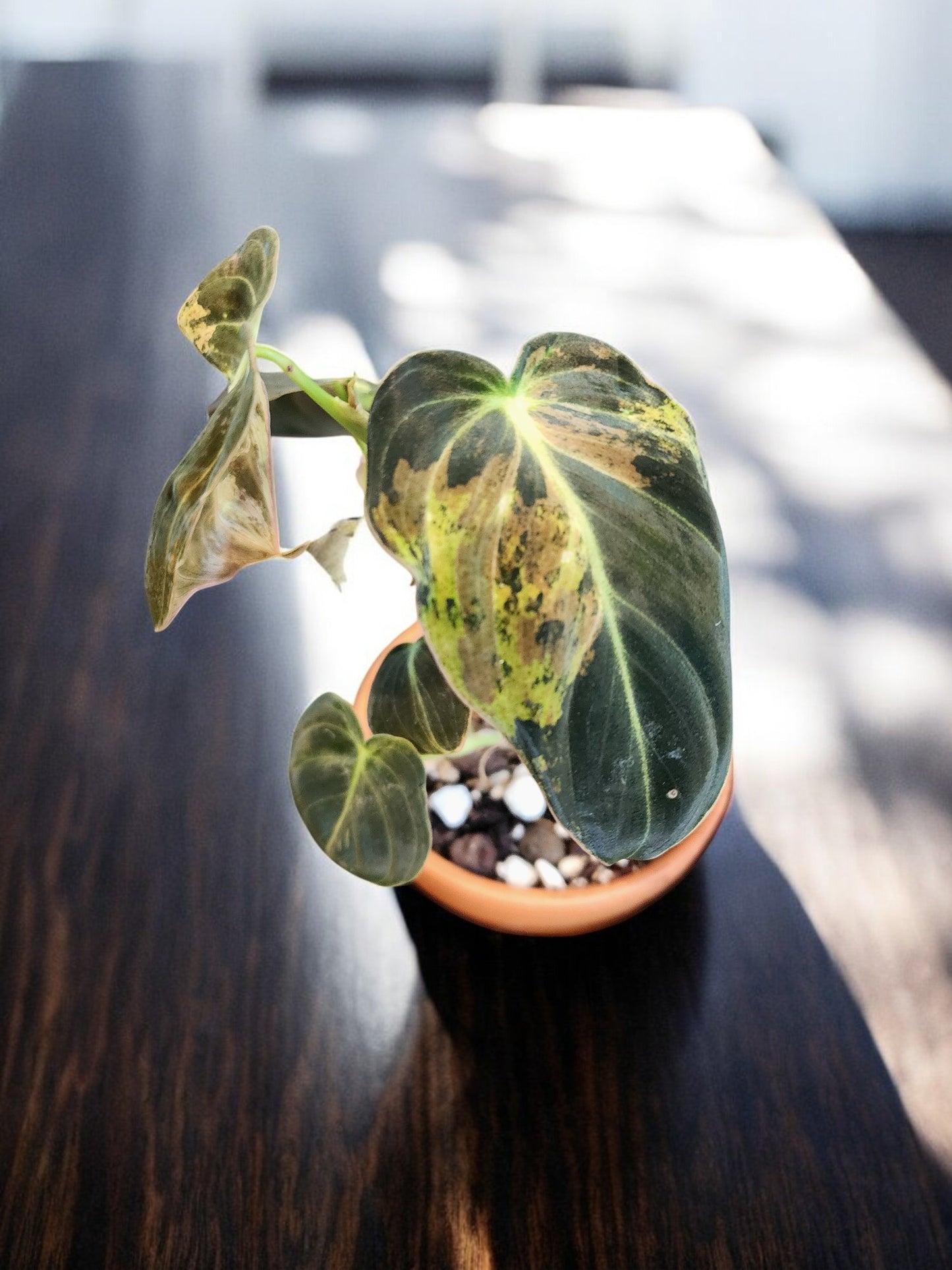 Variegated Melanochrysum Philodendron