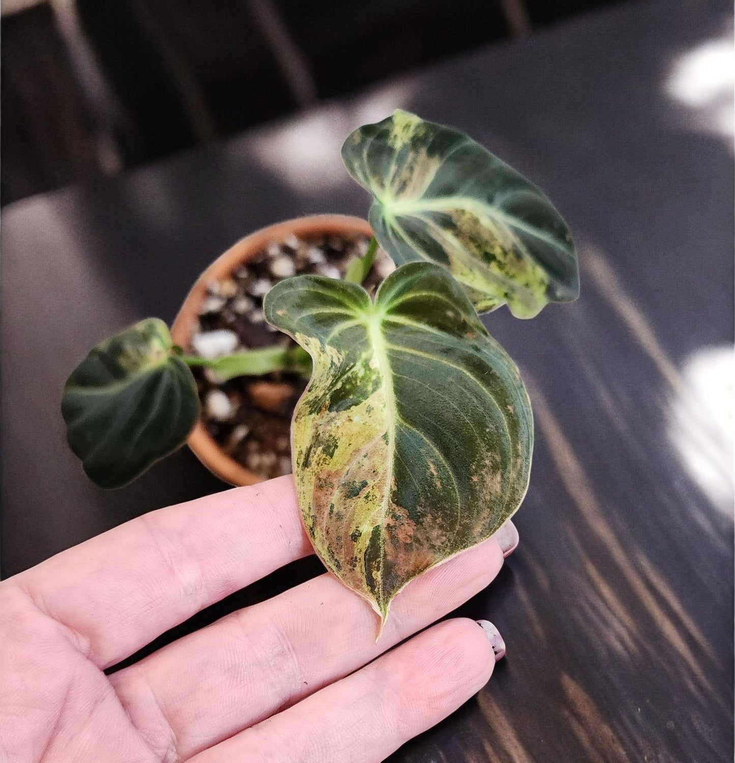Variegated Melanochrysum Philodendron