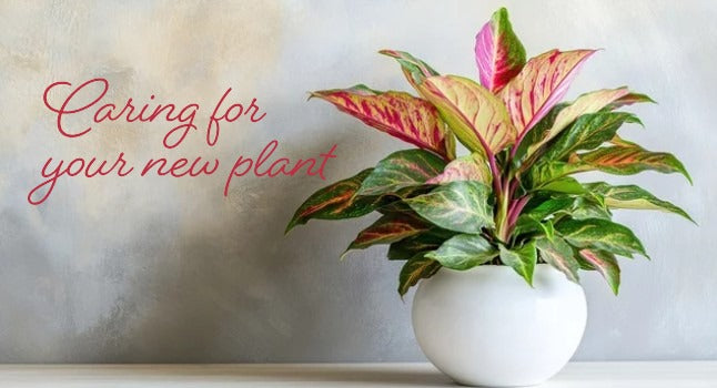 Caring For Your New Plant