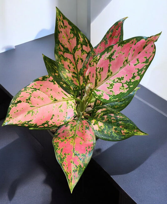 Aglaonema Pink Wishes