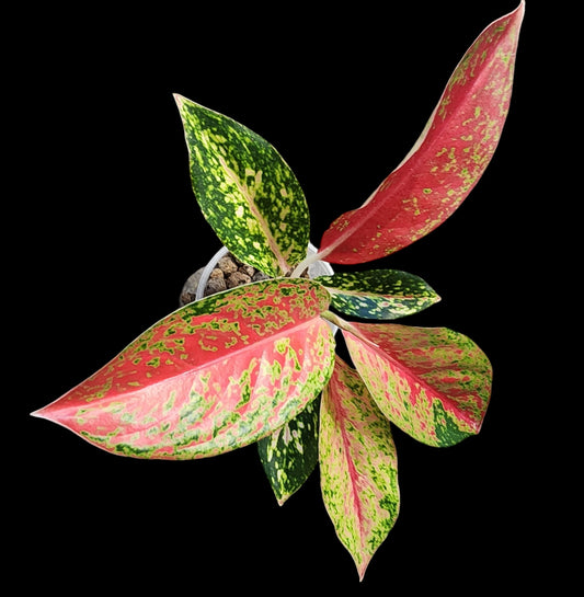 Aglaonema Thai Hybrid