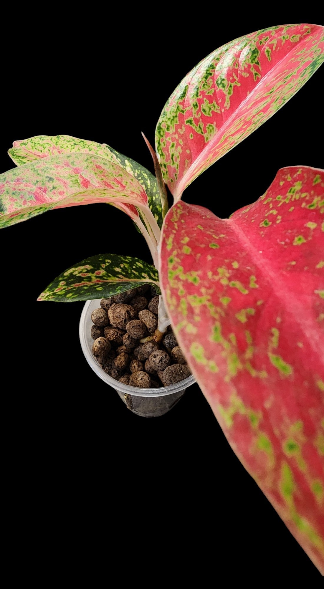 Aglaonema Thai Hybrid