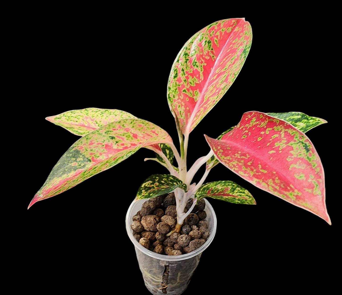 Aglaonema Thai Hybrid