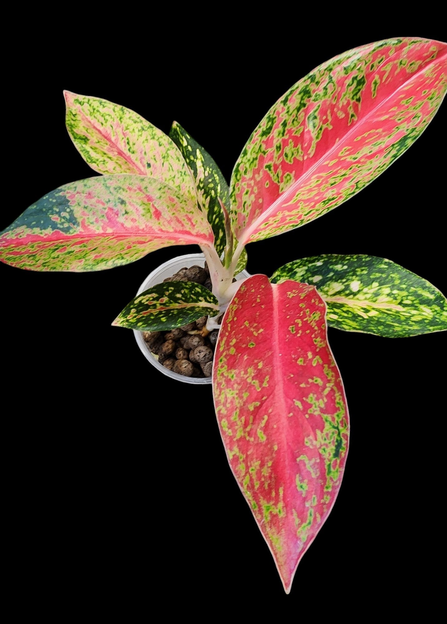 Aglaonema Thai Hybrid