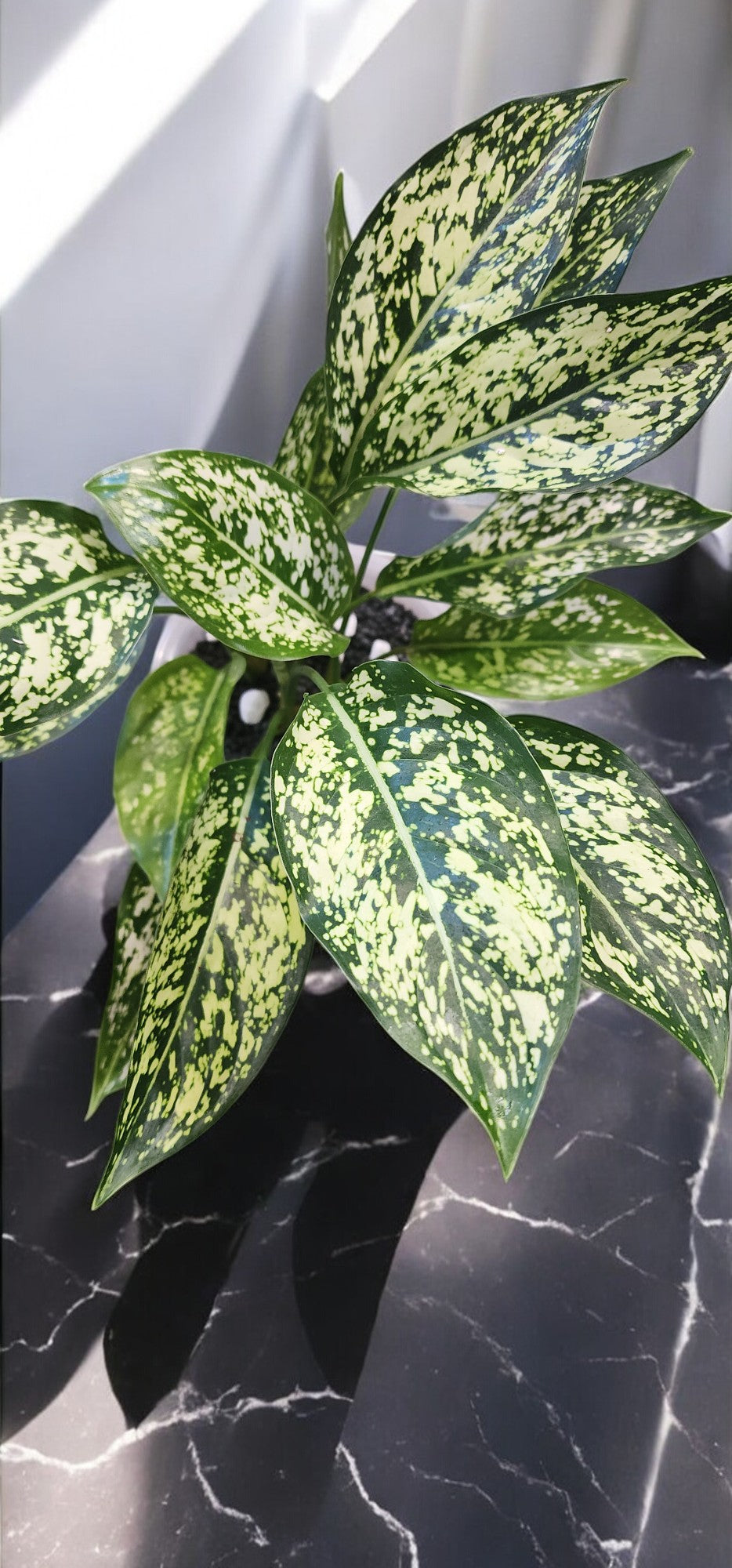 Aglaonema First Diamond/Osaka with THREE plants in the pot!