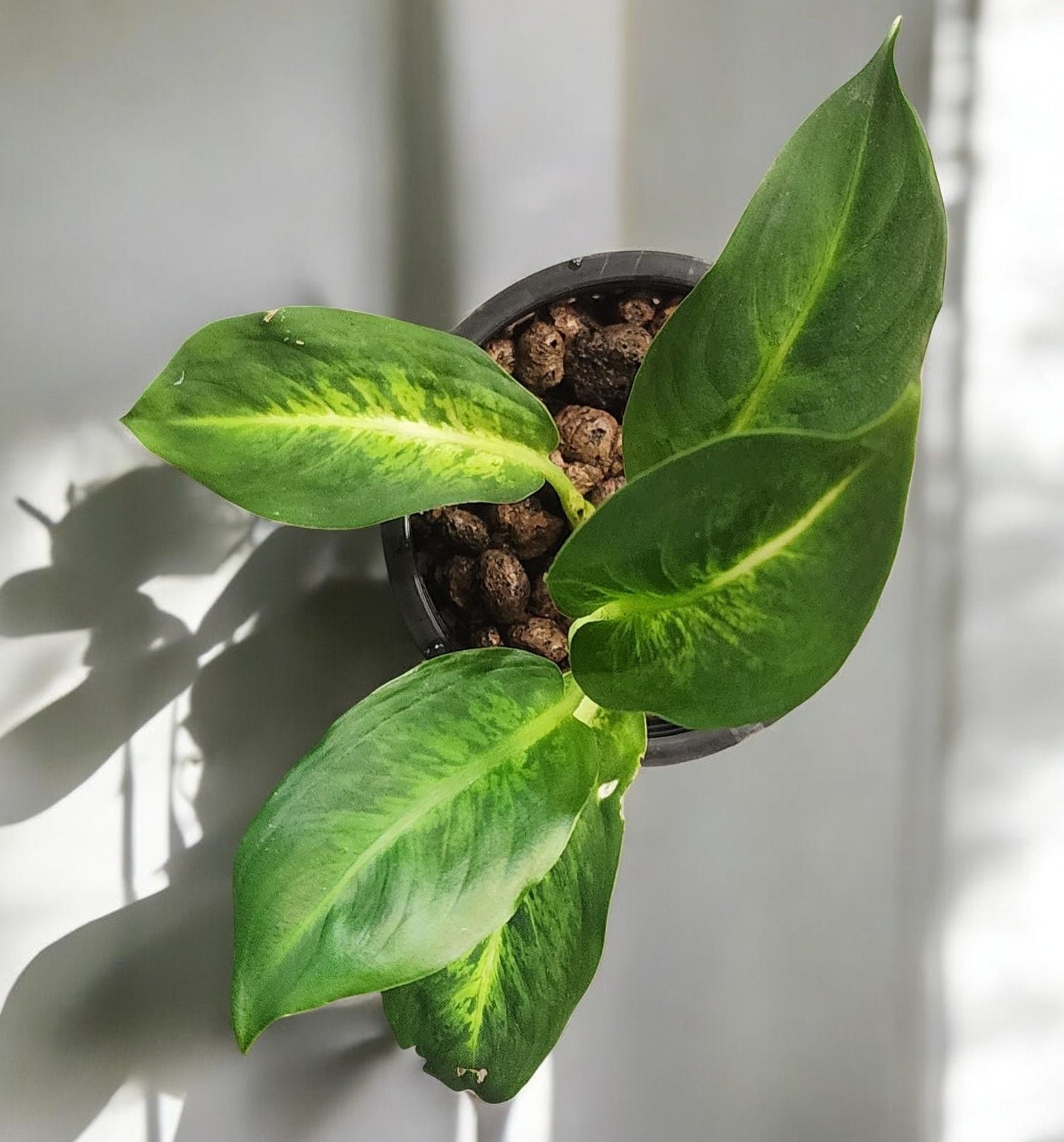 Aglaonema Milky Way