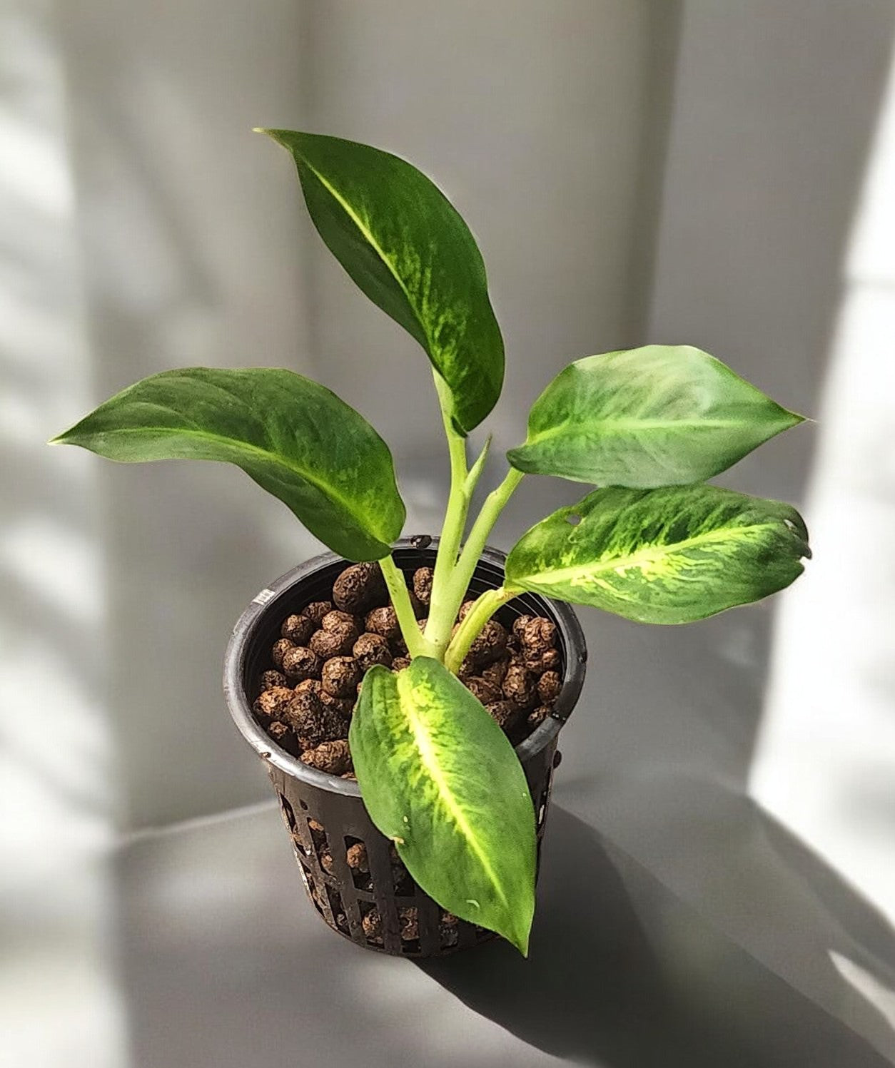 Aglaonema Milky Way