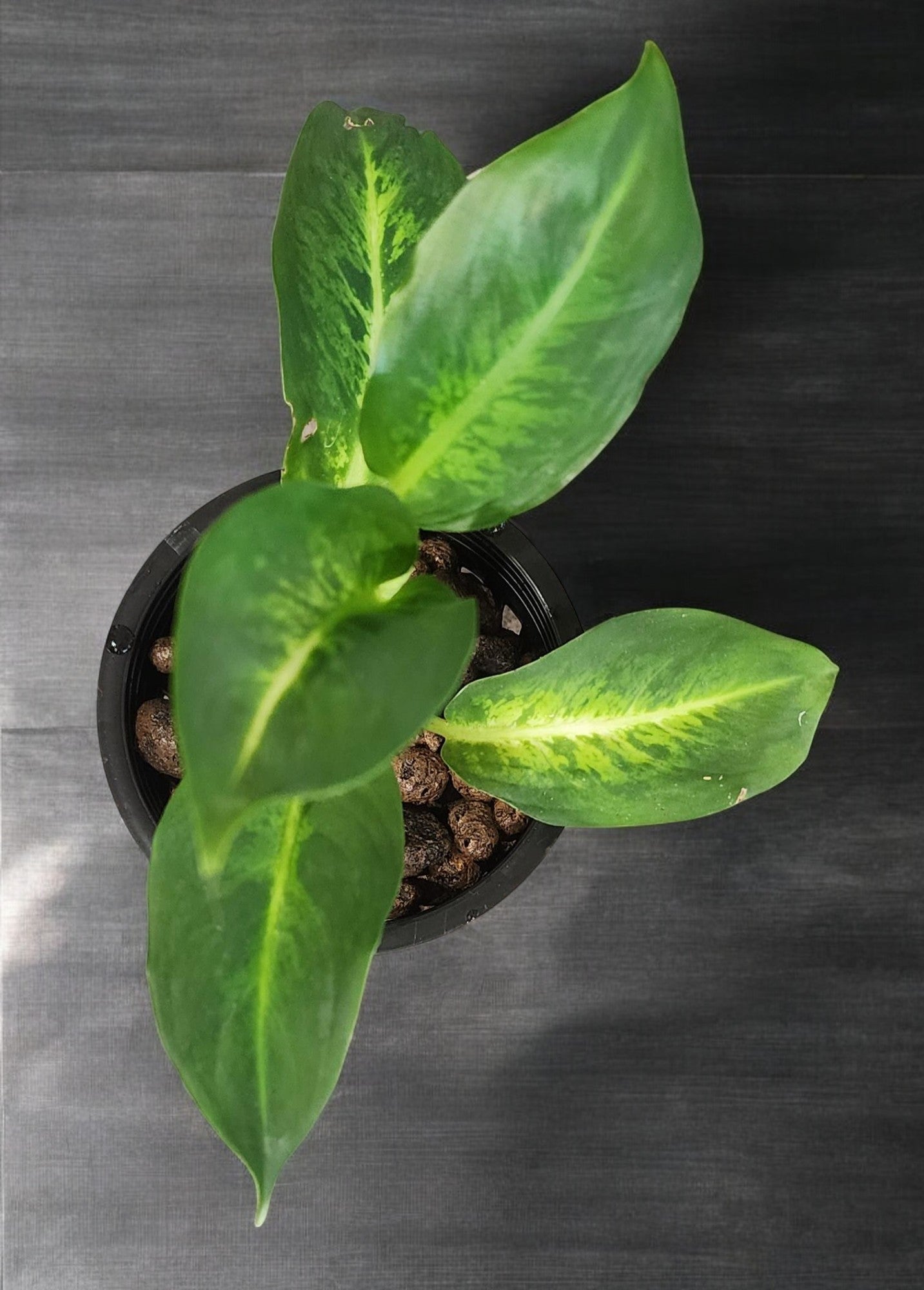 Aglaonema Milky Way