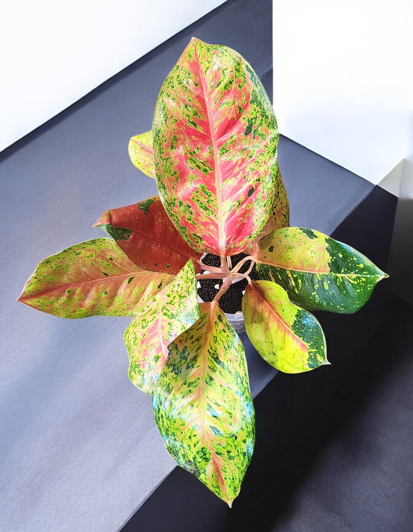 Aglaonema Big Roy