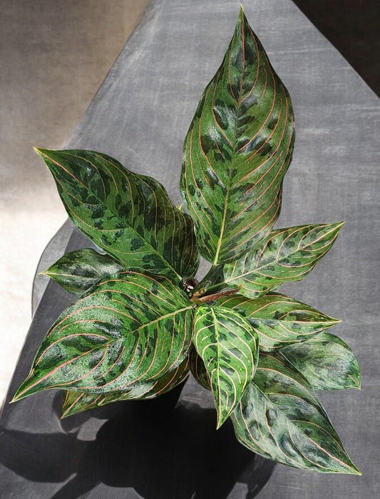 Aglaonema Red Army Suroso