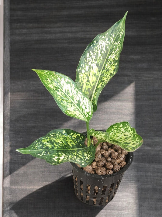 Aglaonema Snow White