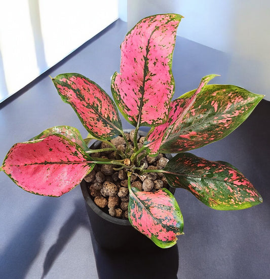 Aglaonema Pink KumKoon Fushia