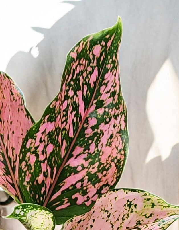 Aglaonema Amethyst