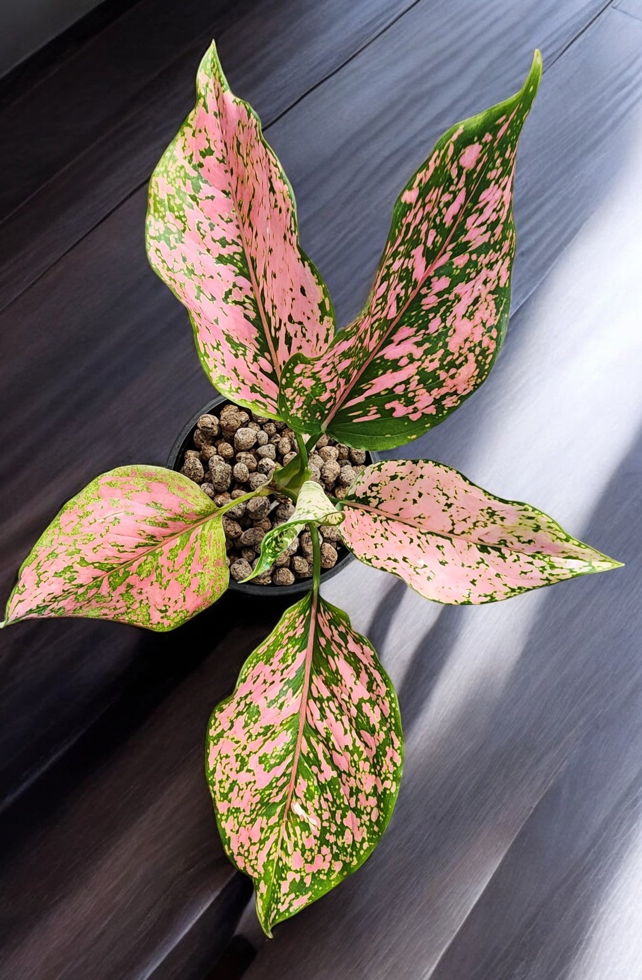 Aglaonema Amethyst