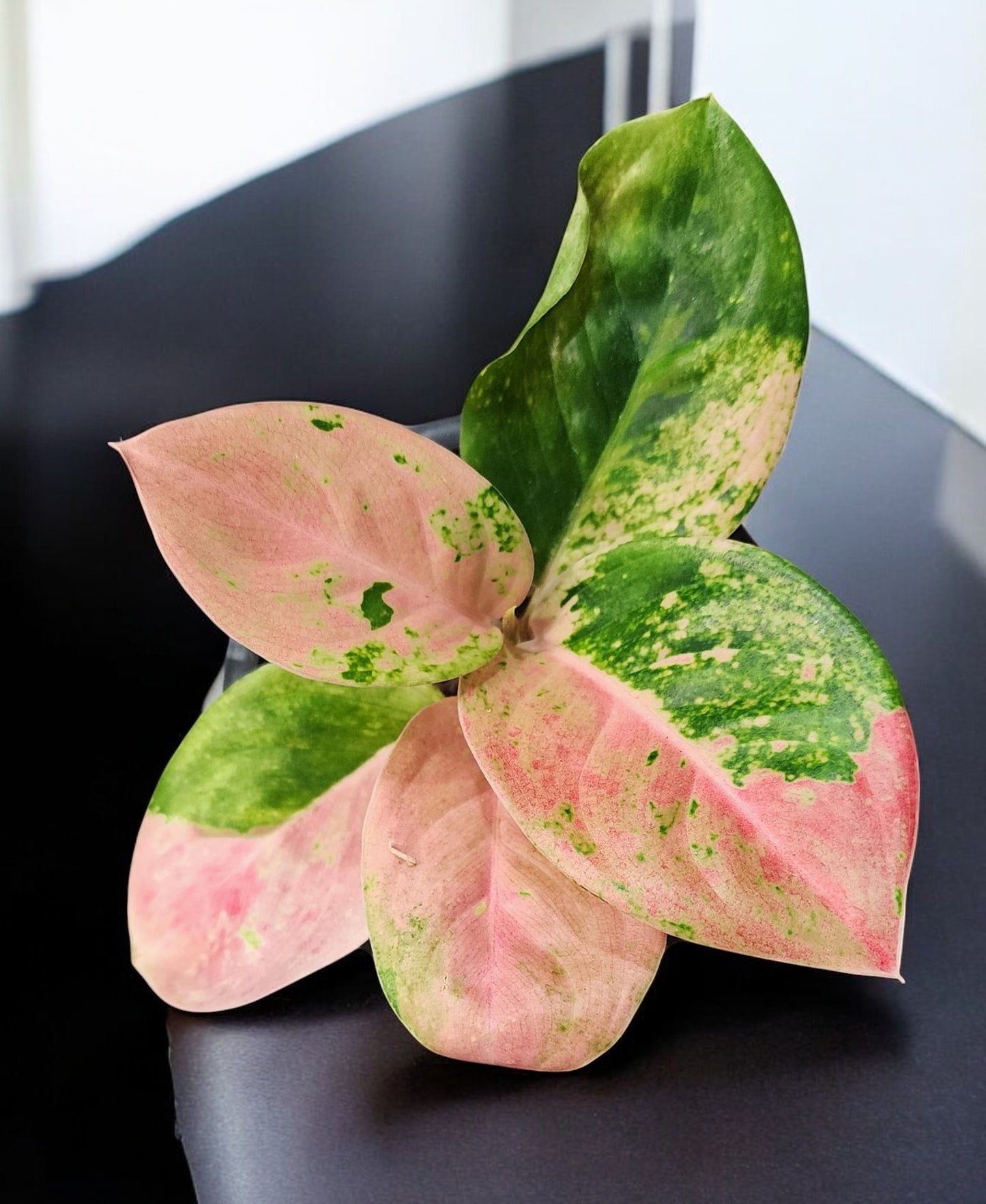 Aglaonema Kamlai Thong