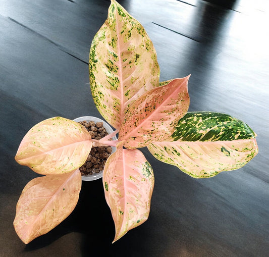 Aglaonema Orange Gold Star