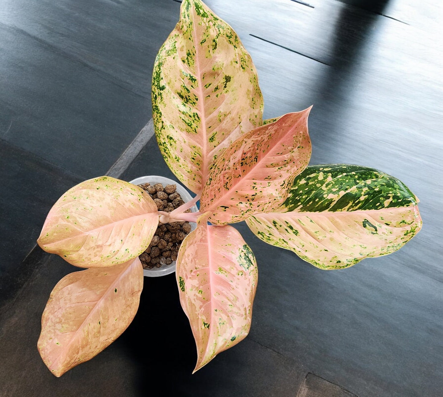 Aglaonema Orange Gold Star