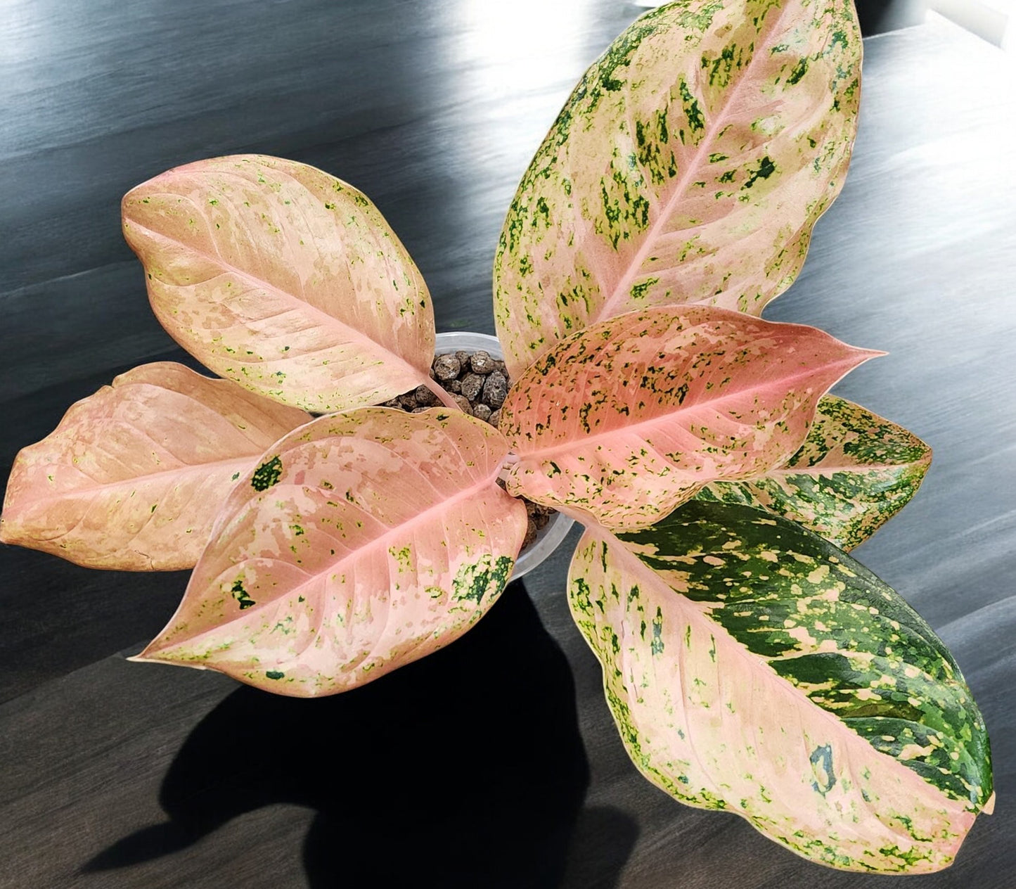 Aglaonema Orange Gold Star