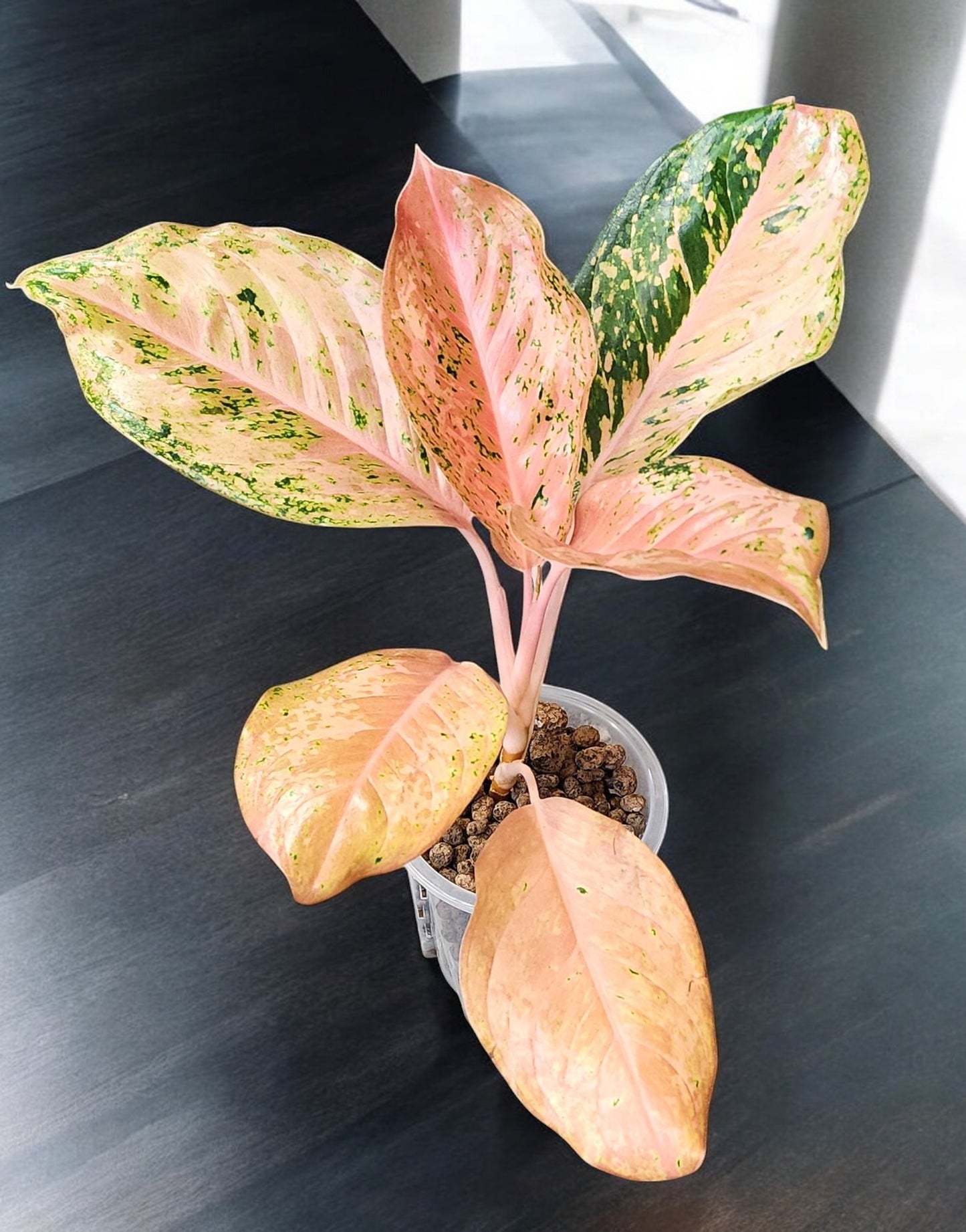 Aglaonema Orange Gold Star