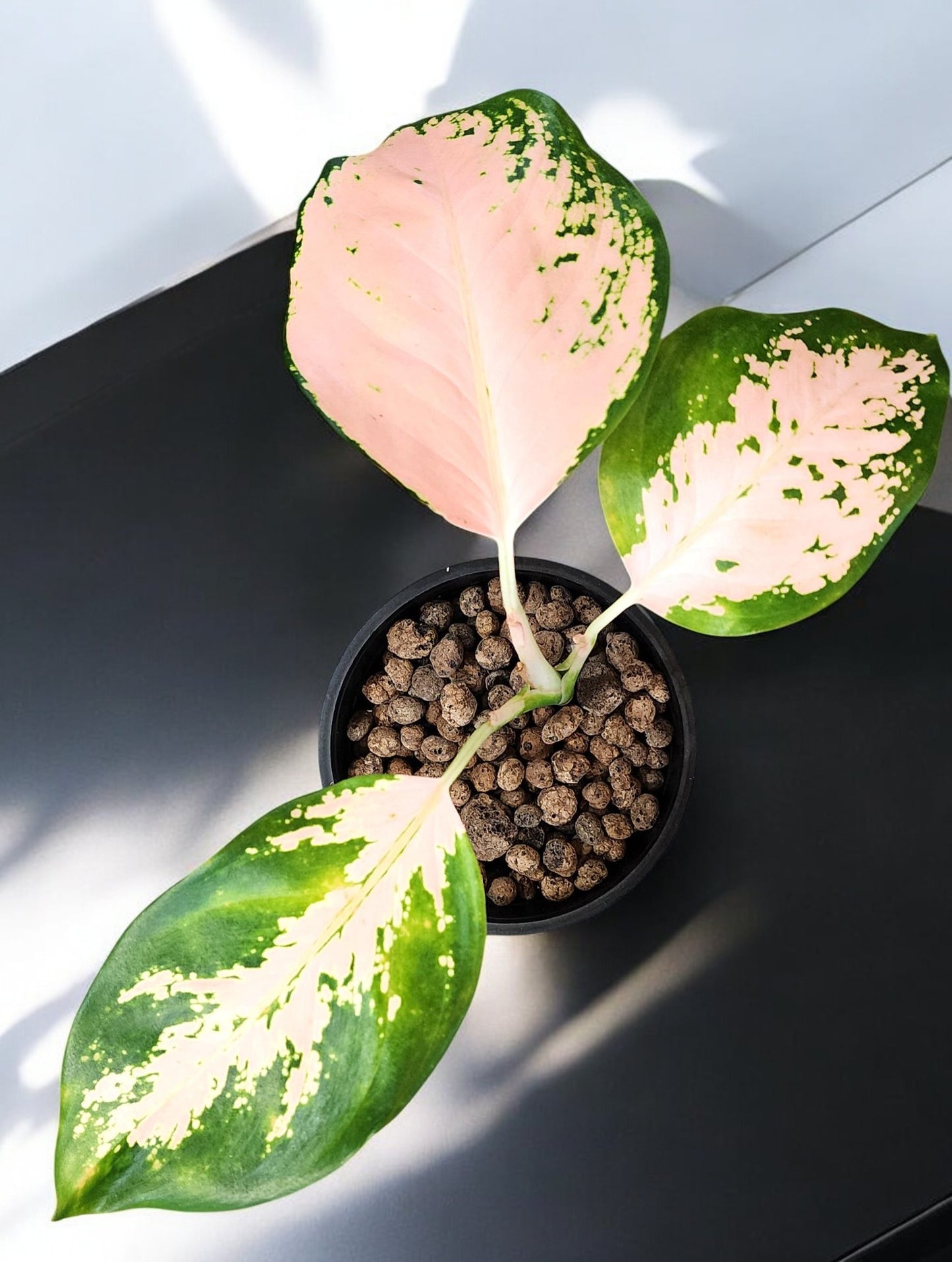 Aglaonema Peach Cochin