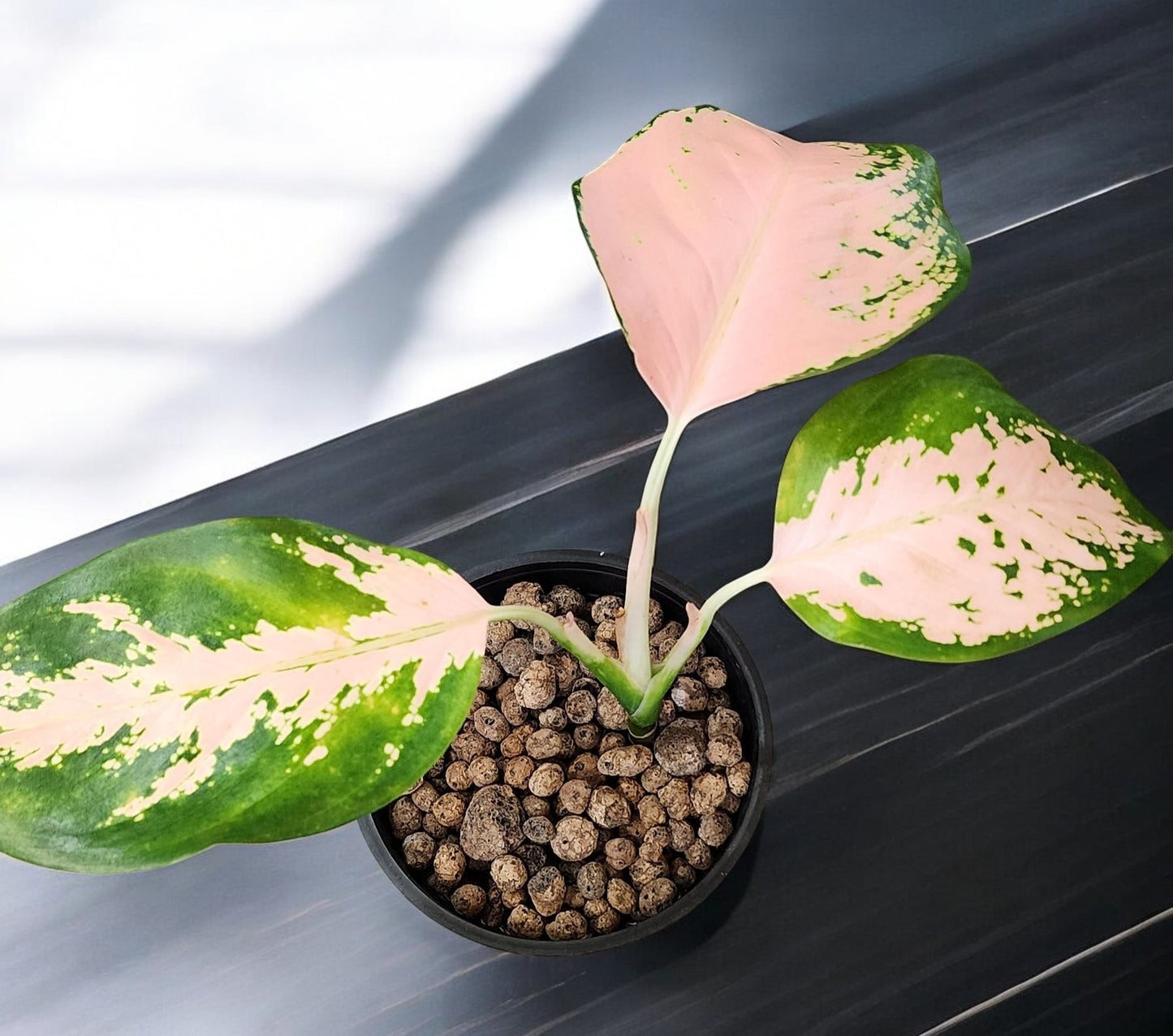 Aglaonema Peach Cochin