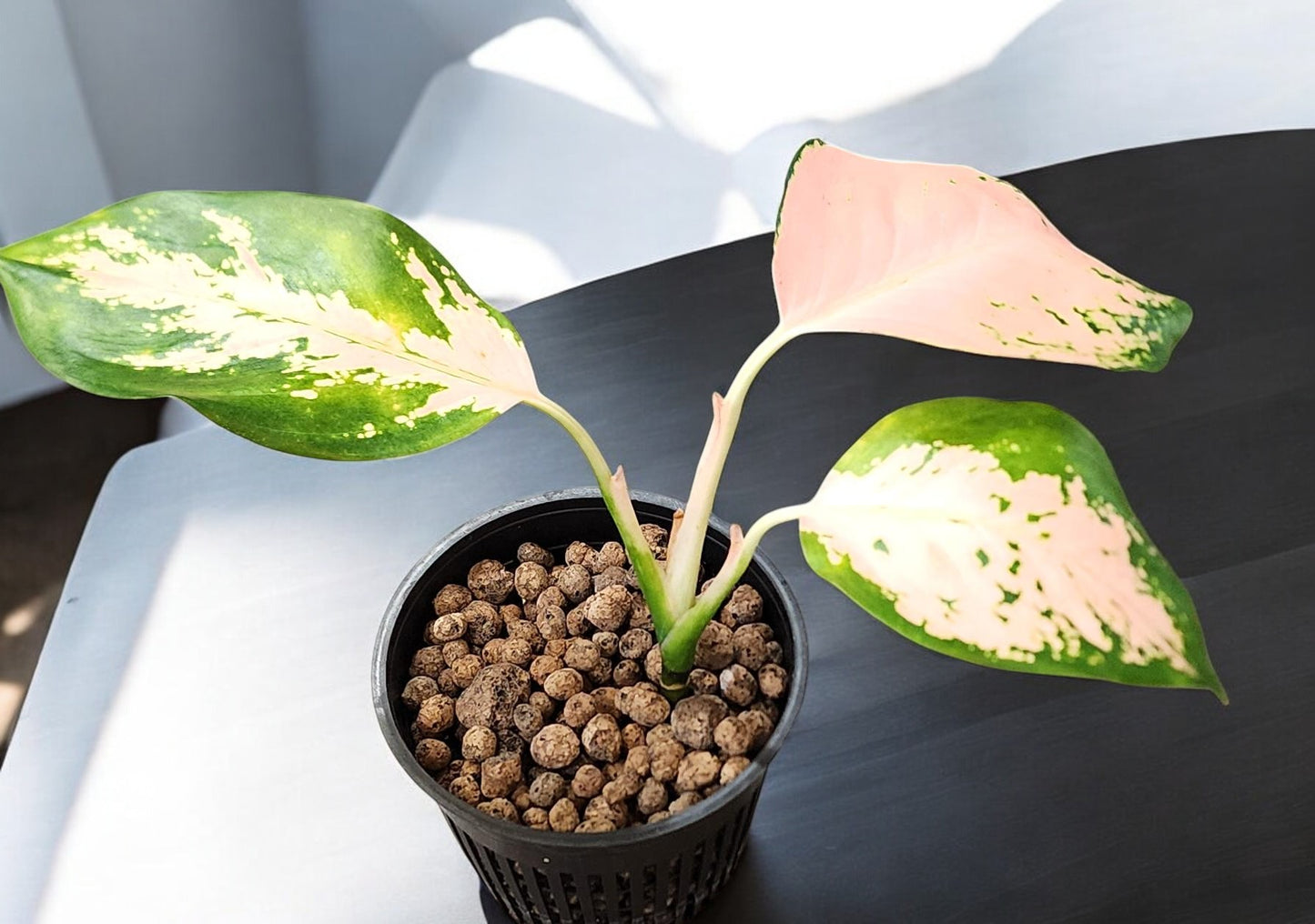 Aglaonema Peach Cochin