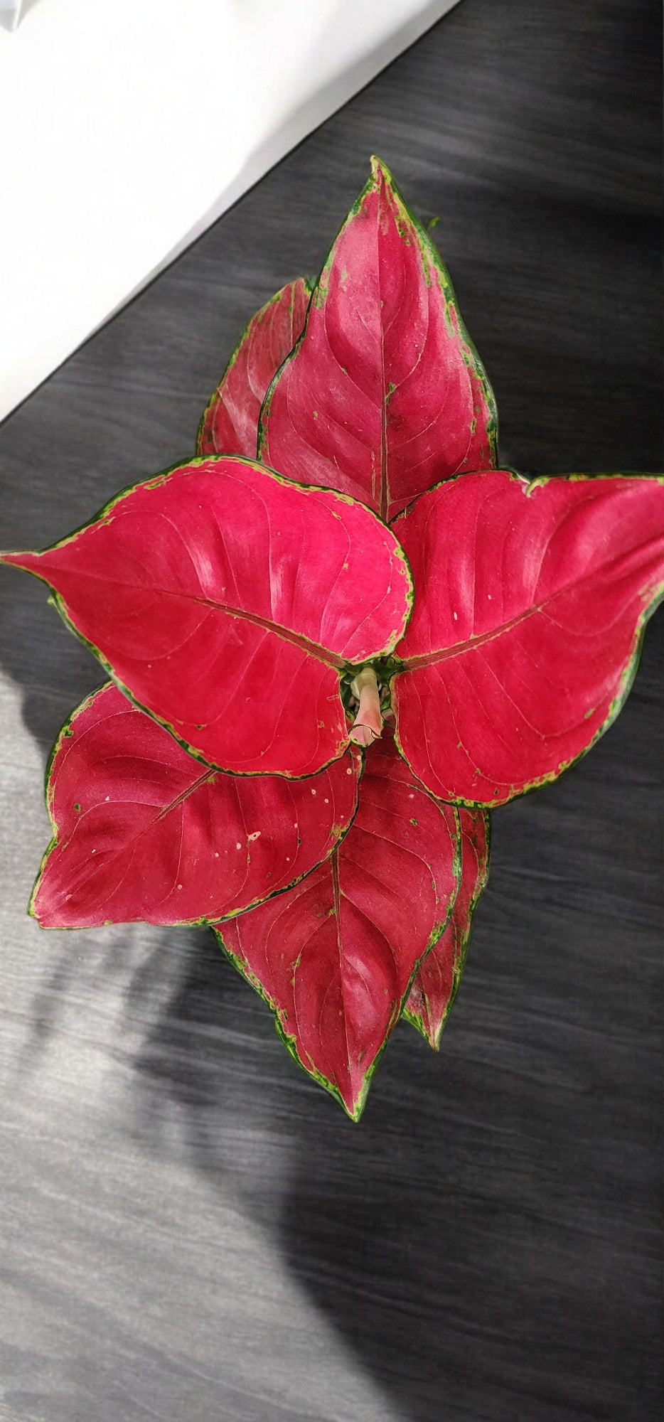 Aglaonema Super Red