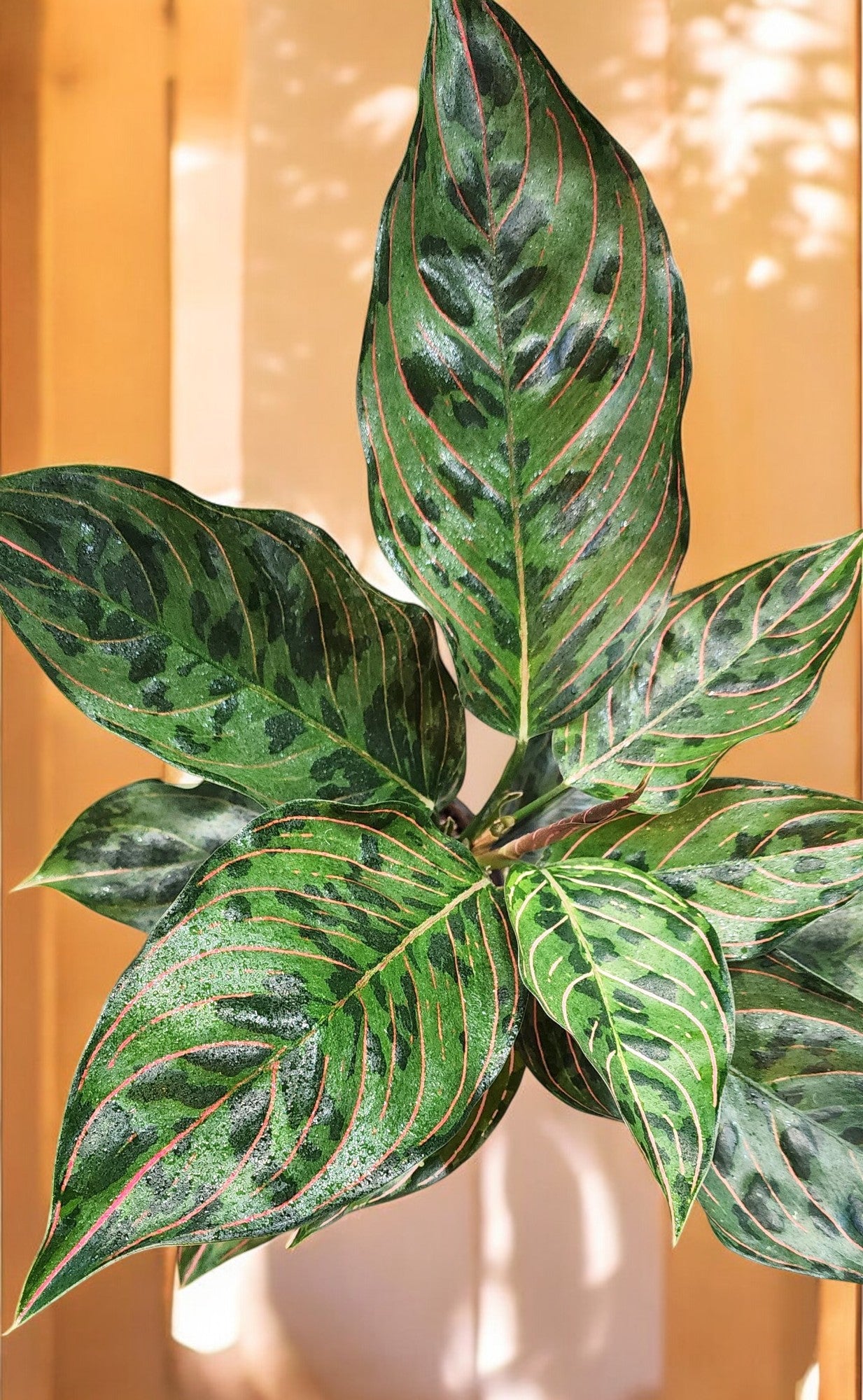 Aglaonema Red Army Suroso