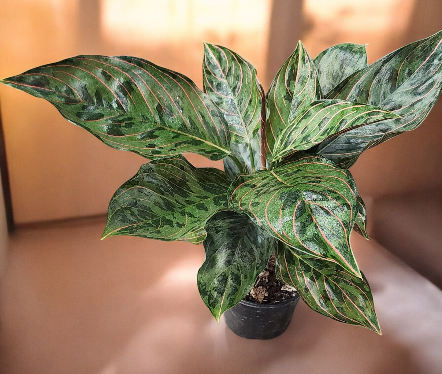 Aglaonema Red Army Suroso