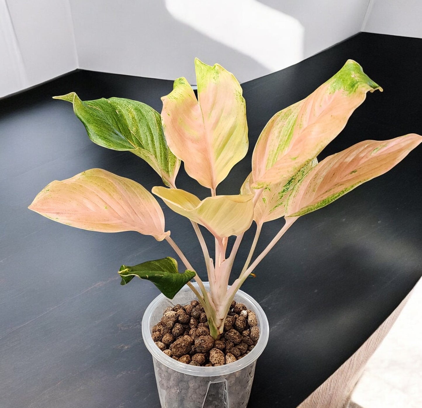 Aglaonema Amazon