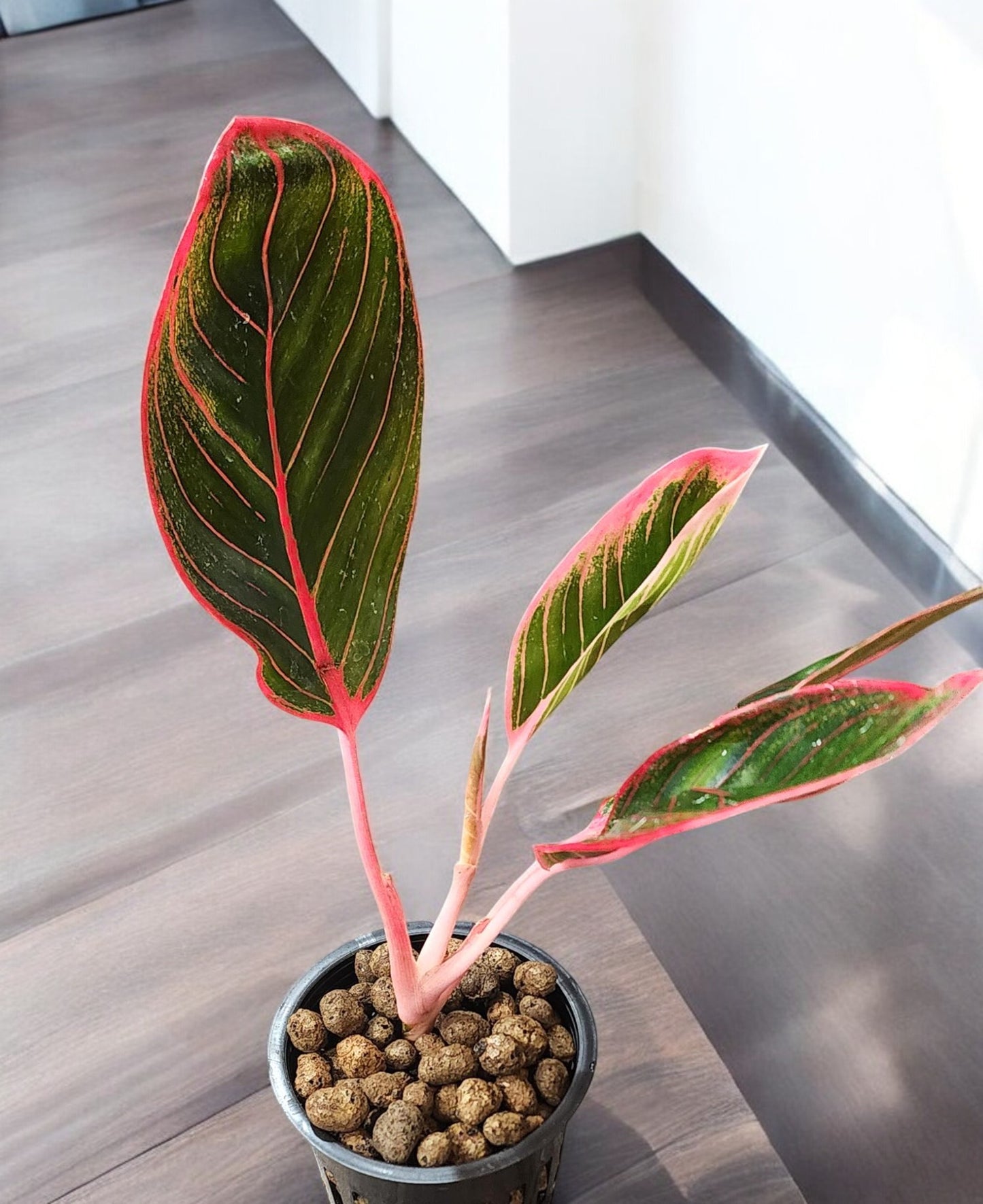 Aglaonema Khanza