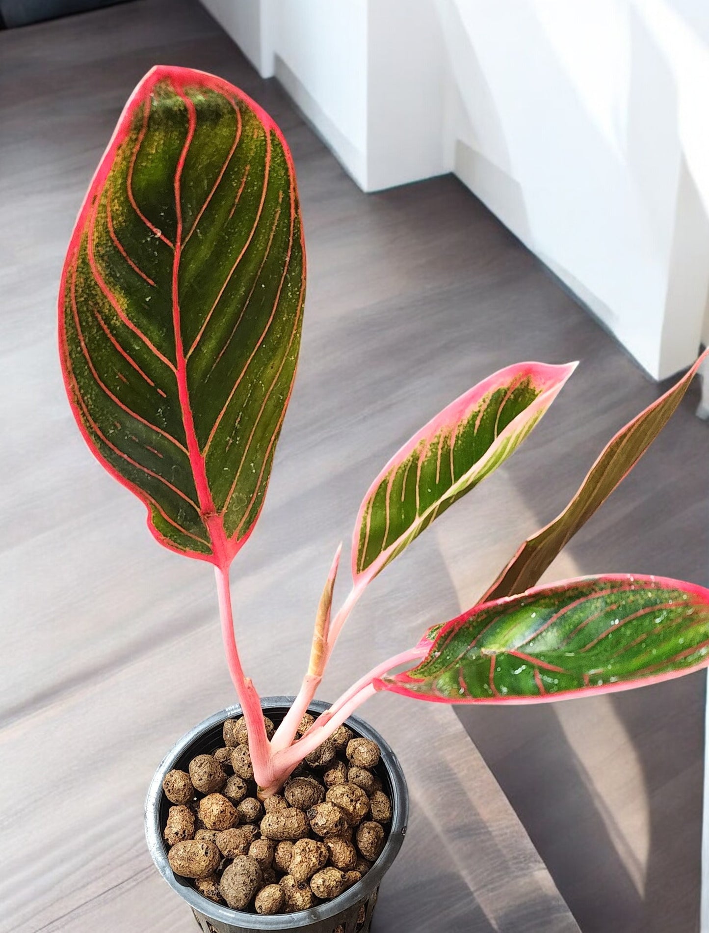 Aglaonema Khanza