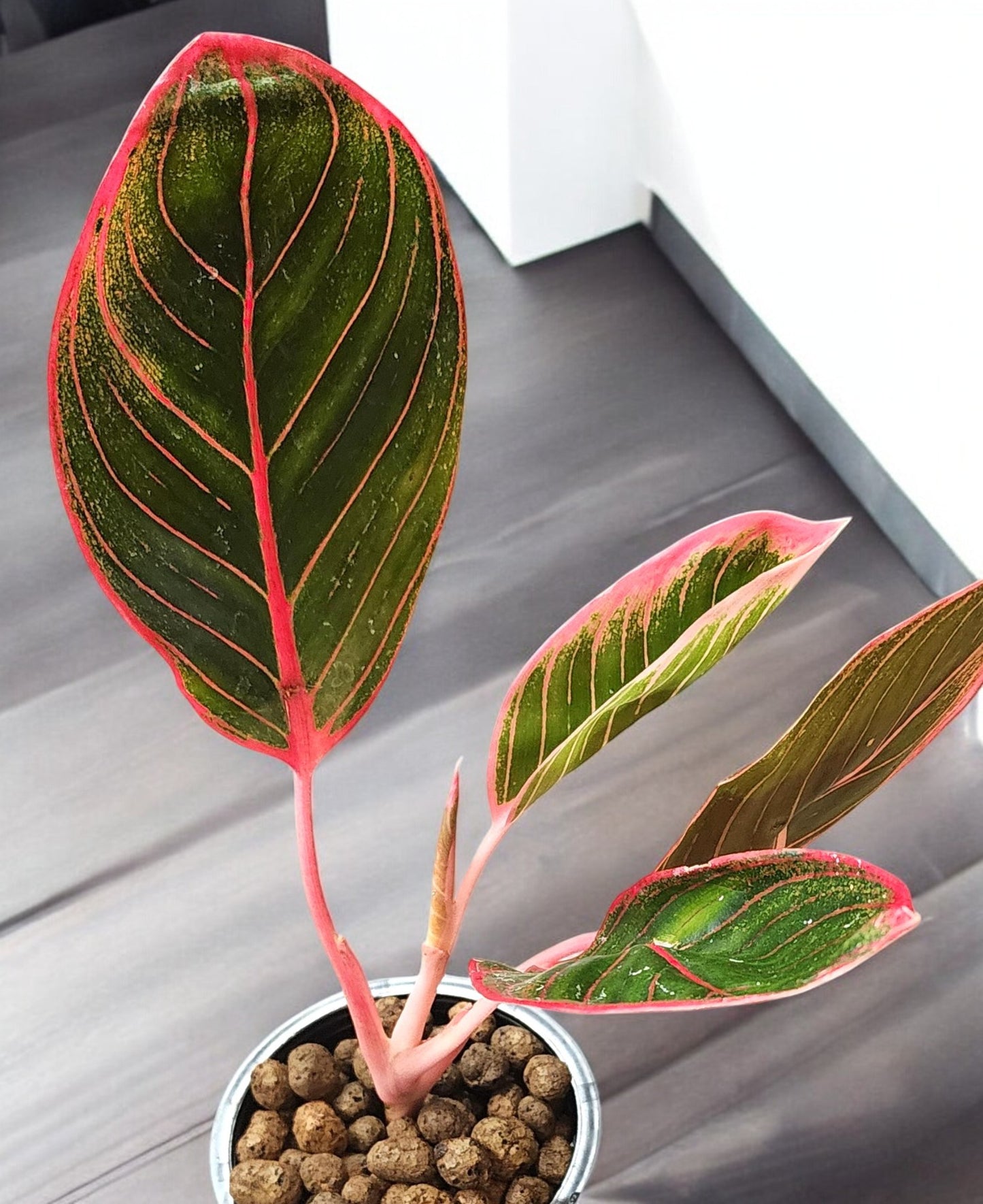 Aglaonema Khanza