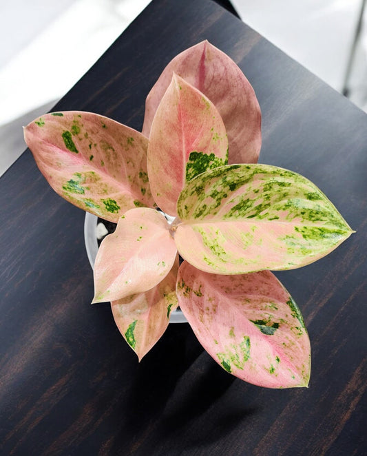 Aglaonema Pink Emerald Mutation