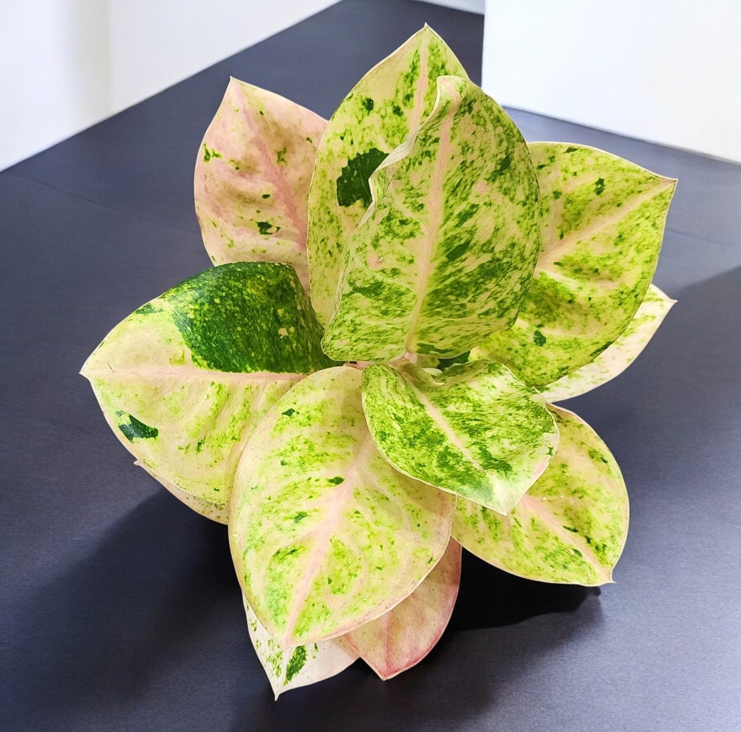 Aglaonema Green Emerald