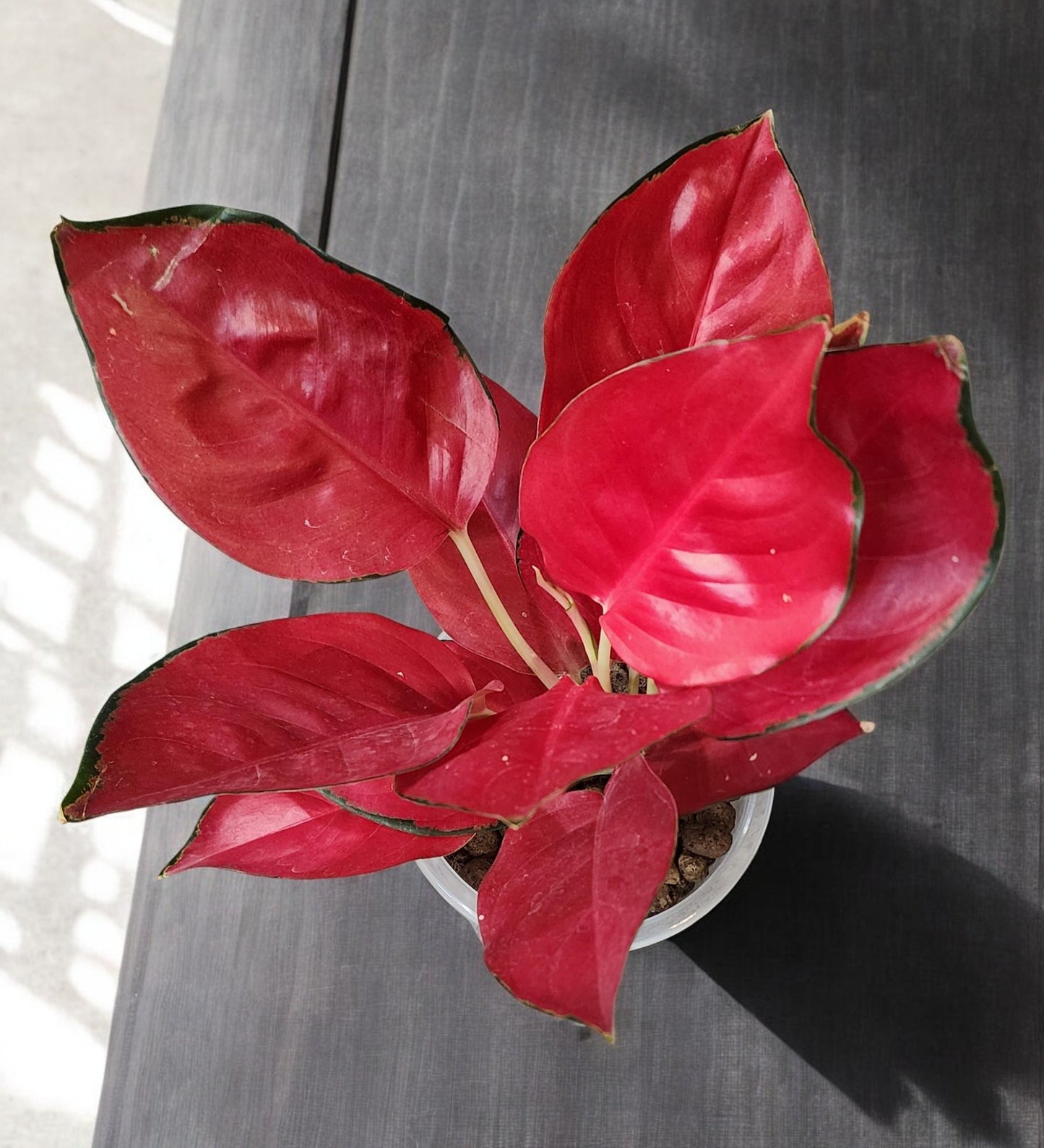 Aglaonema Suksom Jaipong