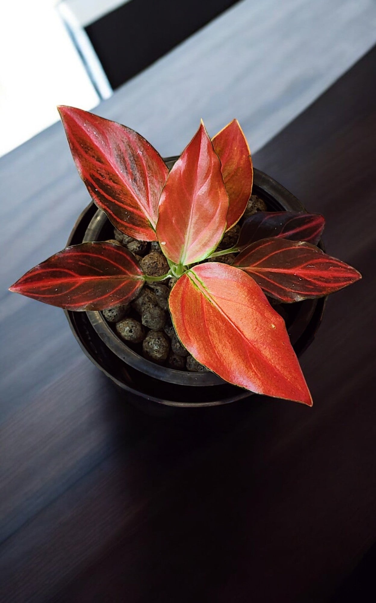 Aglaonema Petita Red