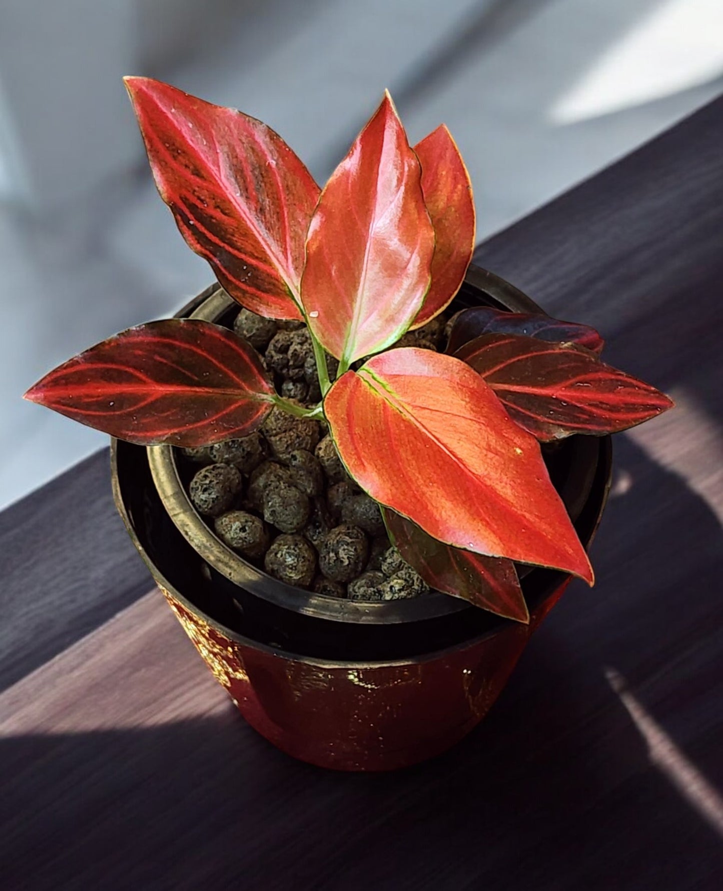 Aglaonema Petita Red