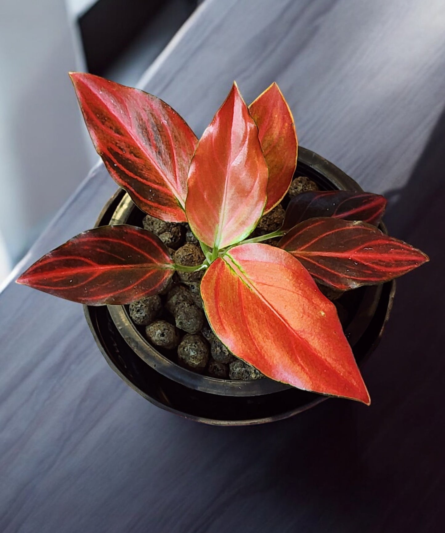 Aglaonema Petita Red