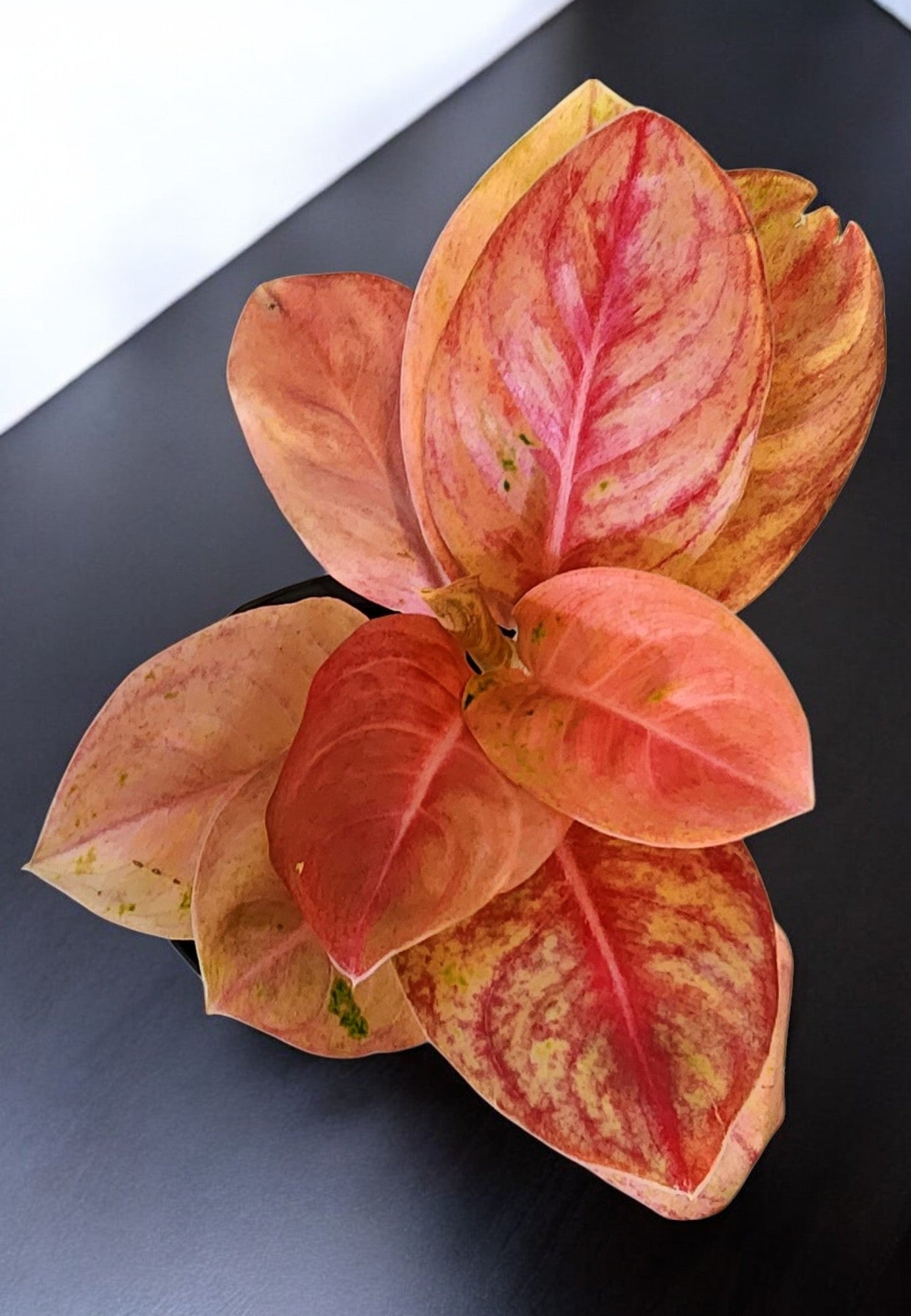 Aglaonema Red Emerald