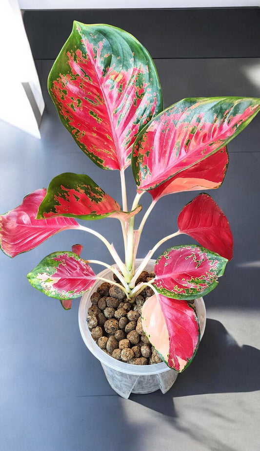 Aglaonema Tricolor Suksom