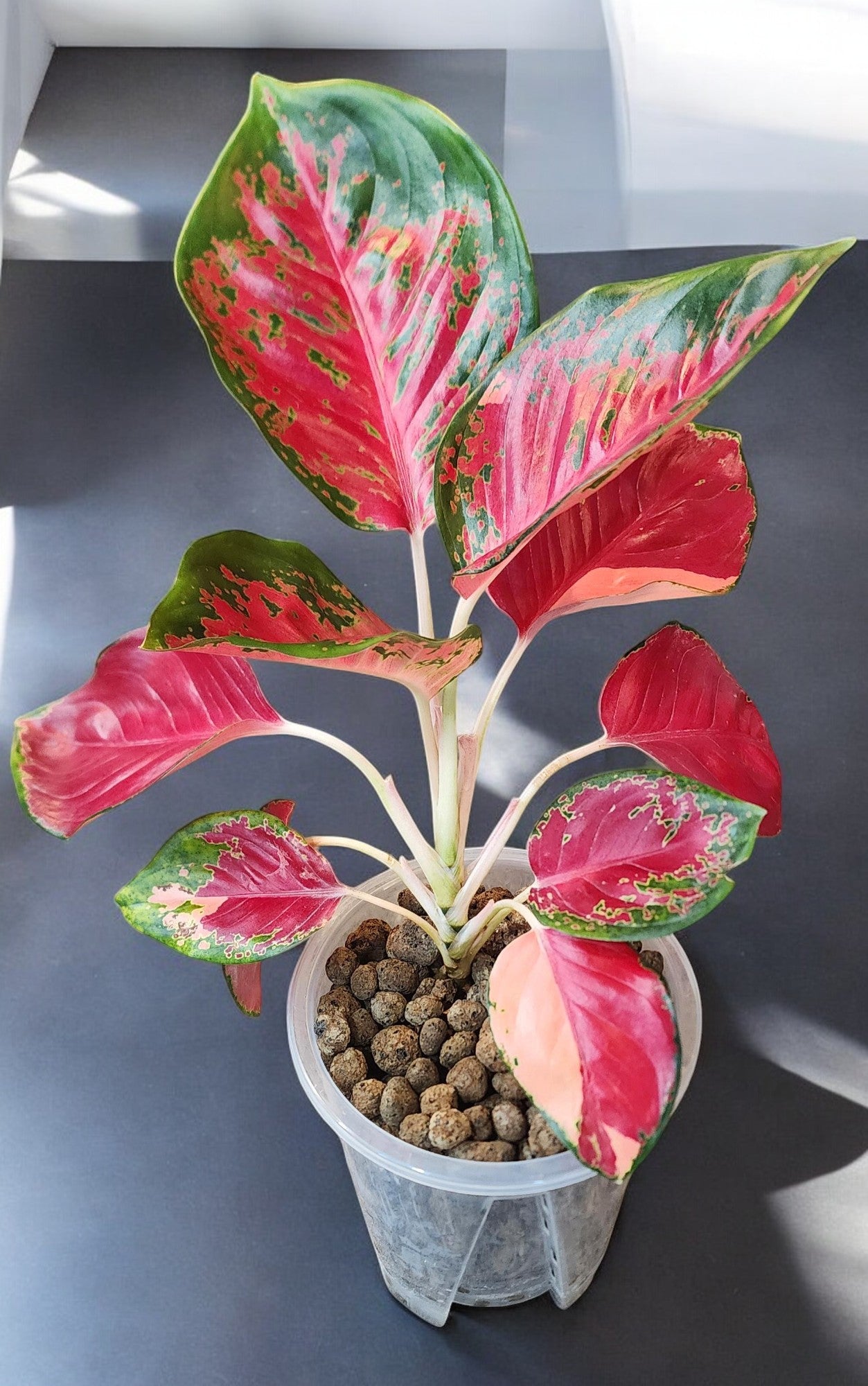 Aglaonema Tricolor Suksom