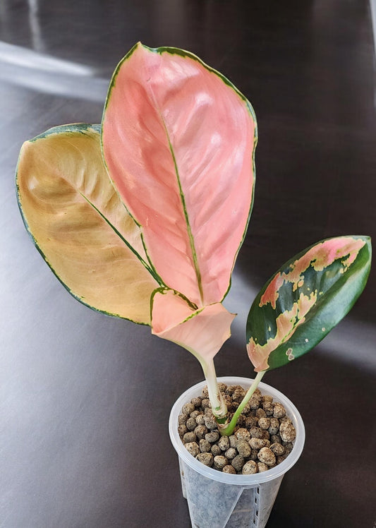 Aglaonema Starbucks Premium