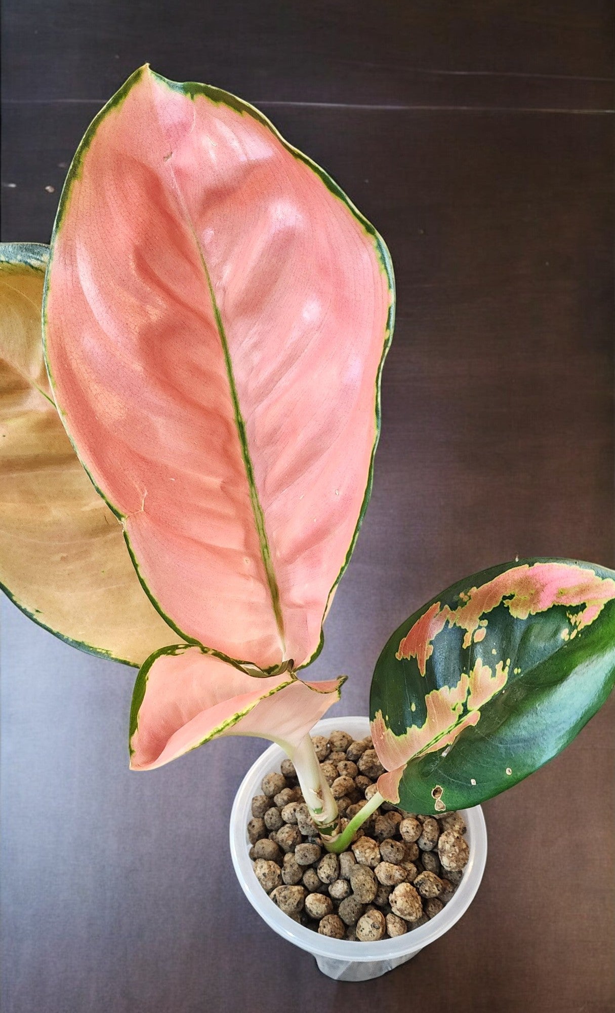 Aglaonema Starbucks Premium