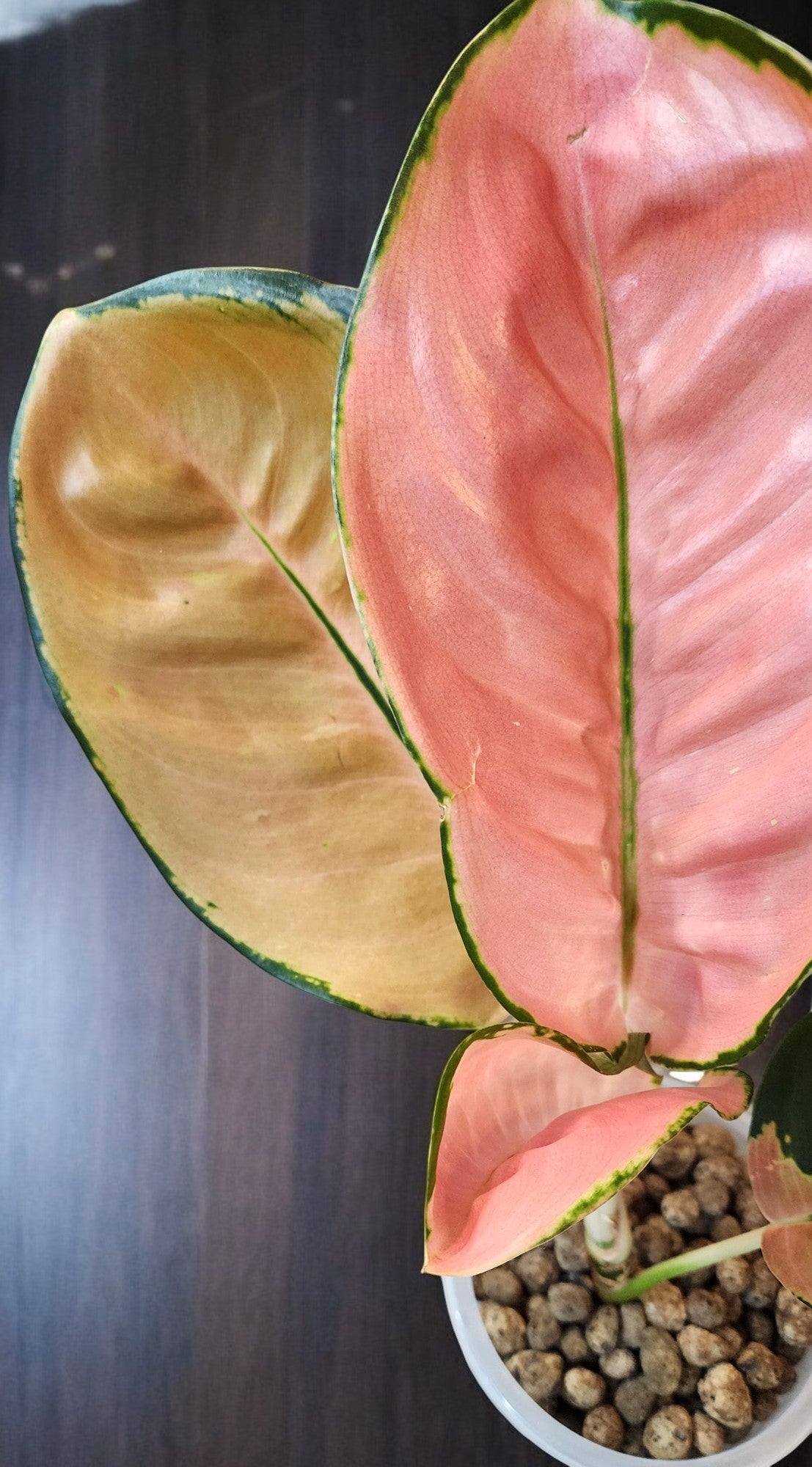 Aglaonema Starbucks Premium